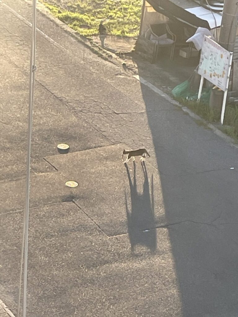 お魚くわえたドラ猫♪