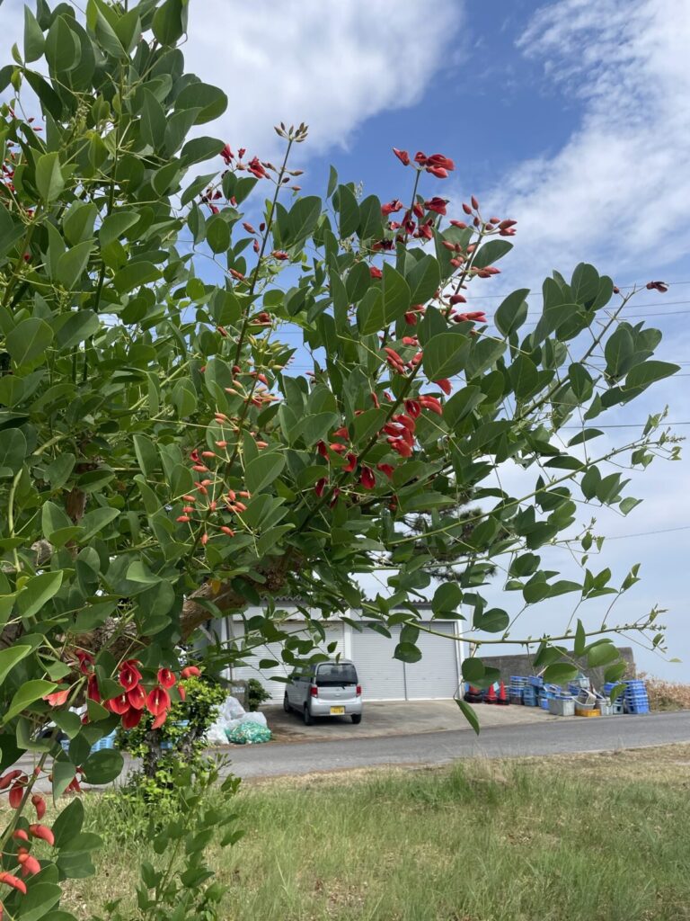 赤い花🌺